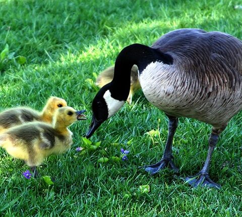 Soin naturel du plumage et pelage des animaux