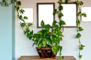 Gros plan d'une Pothos plante vigoureuse avec un feuillage panaché vert et crème dans un pot en céramique blanc