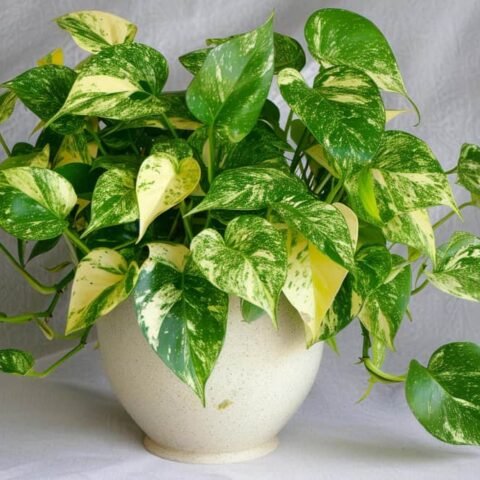 Une Pothos plante grimpante fixée au mur d'un salon, encadrant des cadres photos vides sur un mur gris clair