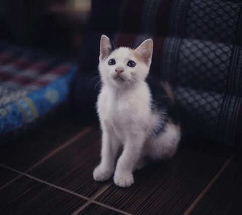 Soins naturels chiens chats