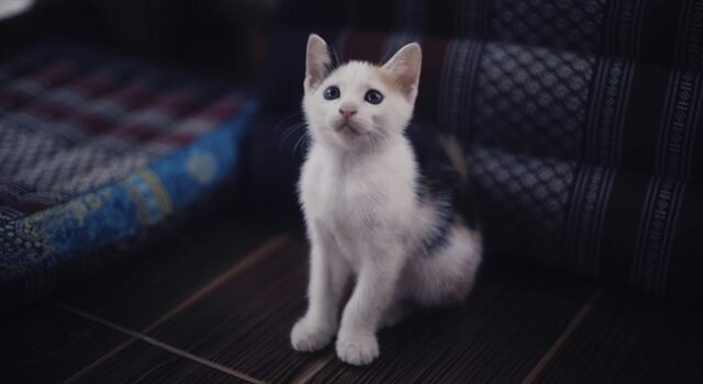 Soins naturels chiens chats
