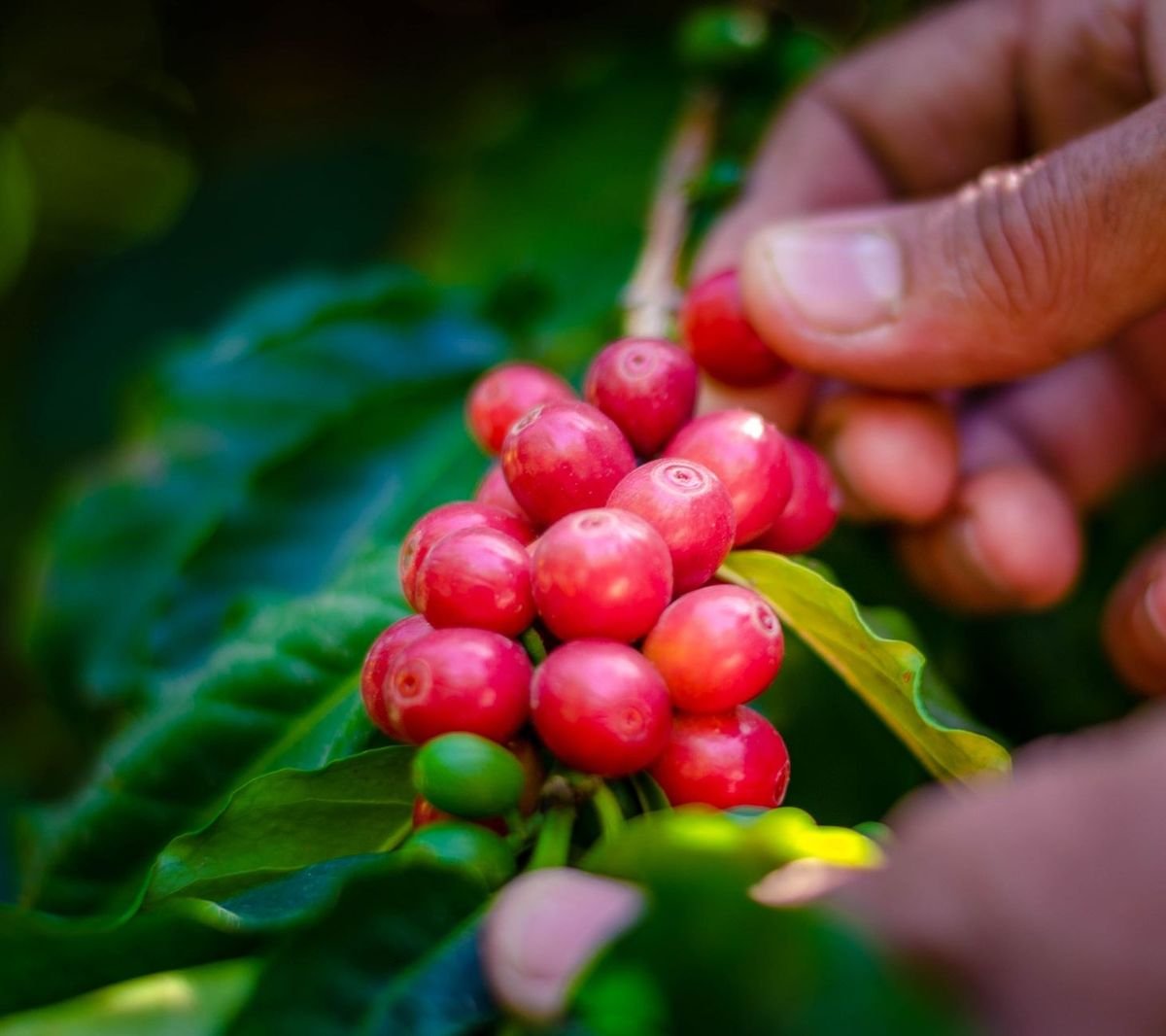 Mains cueillant des baies rouges sur une plante aux feuilles vertes