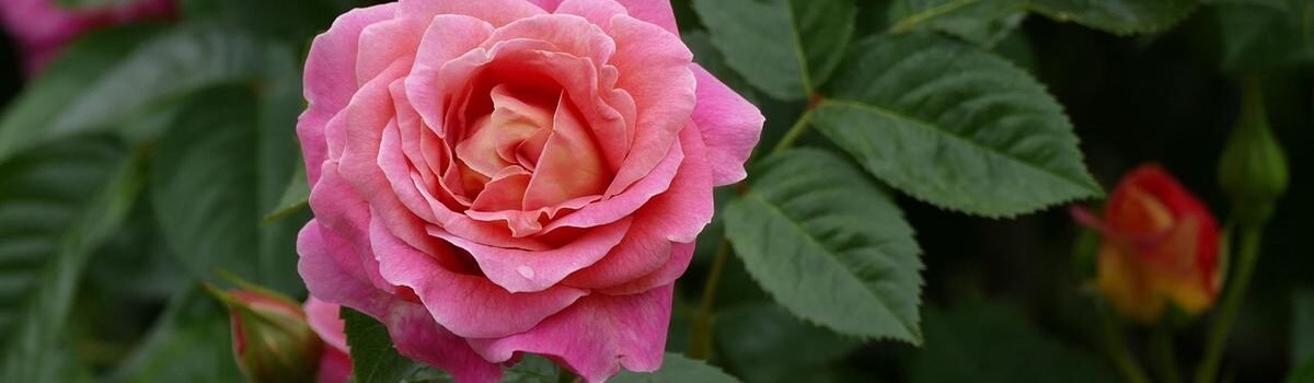 Une rose rose pastel entourée de feuilles vertes et boutons