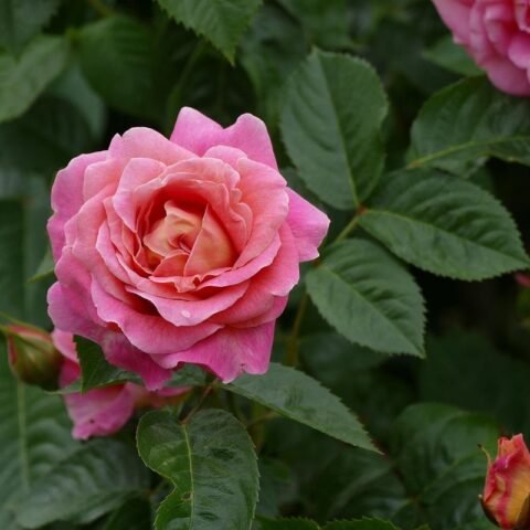 Une rose rose pastel entourée de feuilles vertes et boutons