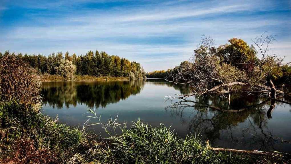 Rivière calme bordée de roseaux, arbres et branches mortes reflétés dans l'eau